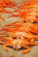 ベニズワイガニ