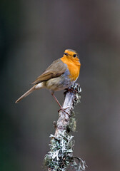 European Robin; Erithacus rubecula