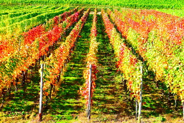 bunte Weinberge über Klotten an der Mosel