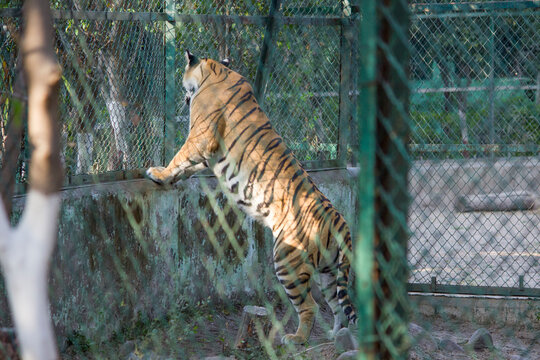 A Huge young Bengal tiger full length picture standing on cage wall and looking tourists outside the cage in zoo park in India