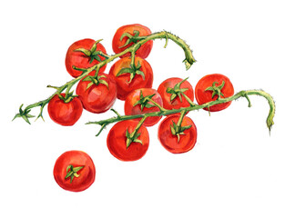 tomatoes on a vine