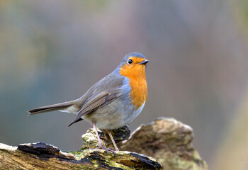 European Robin; Erithacus rubecula