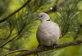 Eurasian Collared Dove, Streptopelia decaocto