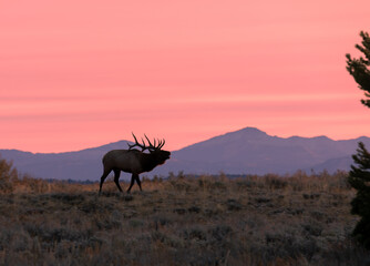 Bull Elk at Sunrise in Wyoming in Autumn
