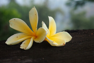 Plumeria bali flowers on the table.