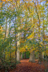 Naklejka premium Leaf carpeted woodland