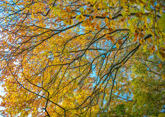 Colorful autumn leaves