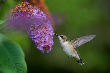 Fototapeta na wymiar Ruby-throated hummingbird, Nova Scotia, Canada