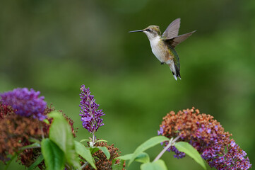 Fototapeta na wymiar Ruby-throated hummingbird, Nova Scotia, Canada