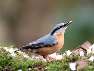 Eurasian Nuthatch, Sitta europaea