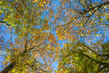 Looking up a turning fall leaves
