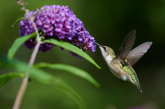 Ruby-throated hummingbird, Nova Scotia, Canada