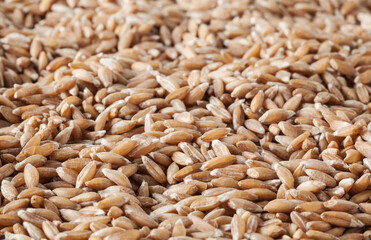 Uncooked spelt grains background