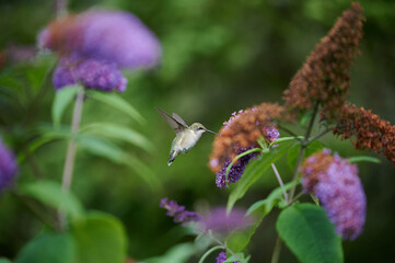 Ruby-throated hummingbird, Nova Scotia, Canada