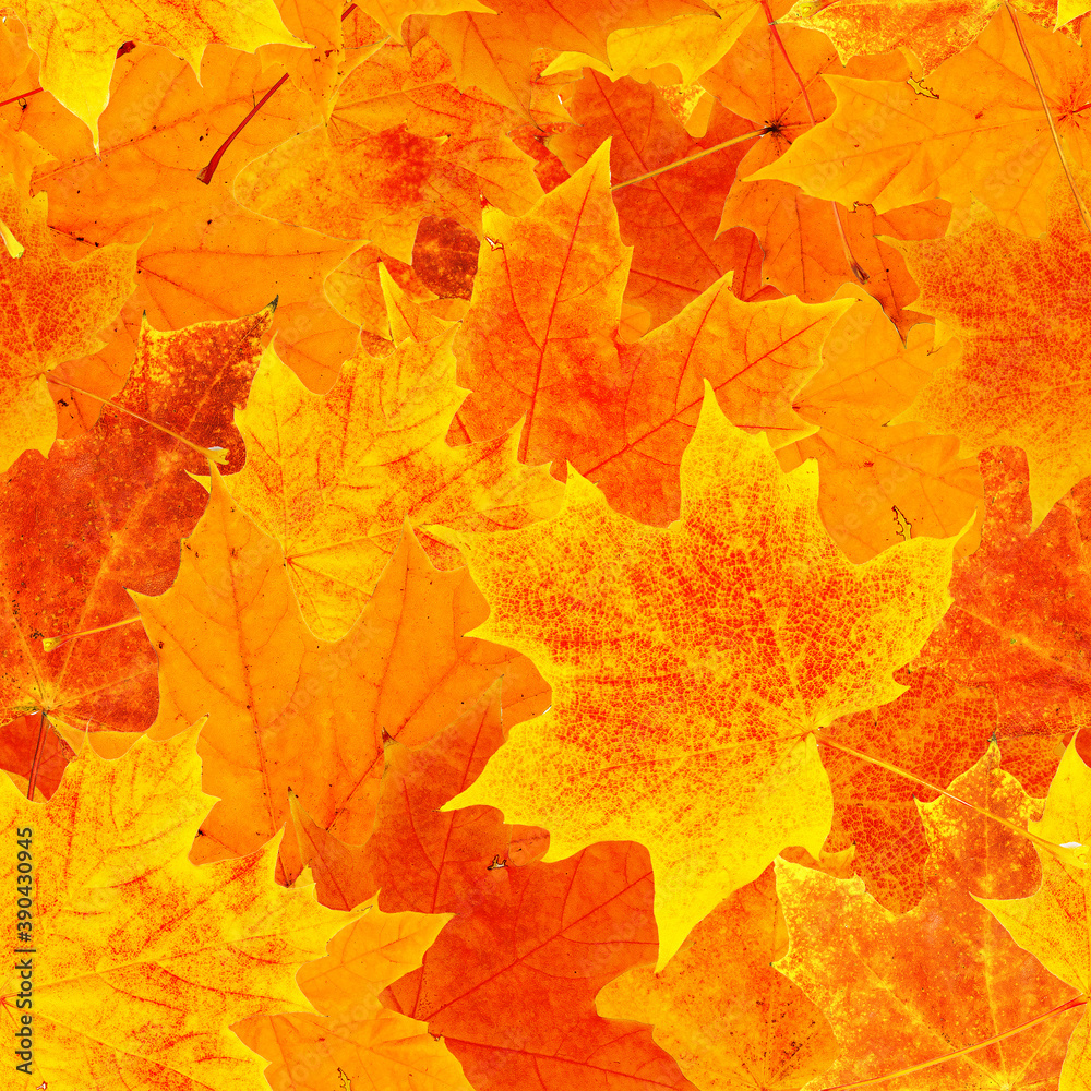 Wall mural seamless pattern with various maple autumn leaves