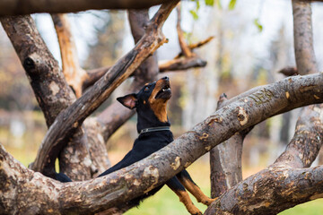 black dog on a tree on a cloudy autumn day