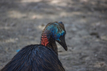 Southern cassowary,double-wattled cassowary, also known as Casuarius casuarius, Australian big forest bird, in cage in Zoo park with shallow depth of feild