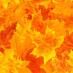 Naklejka na ściany i meble seamless pattern with various maple autumn leaves