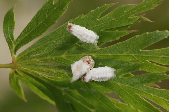 Cochenilles pulvinaires farineuses