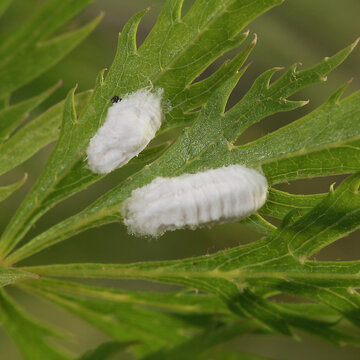 Cochenilles pulvinaires farineuses