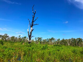 Paisagem do Pantanal do Matogrosso, Brasil, região de Poconé.