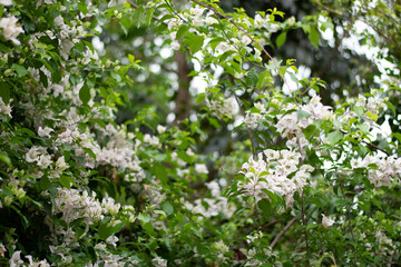 flowers in the forest