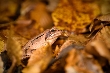 Agile frog in autumn yellow leaves