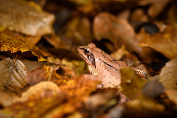 Agile frog in autumn yellow leaves