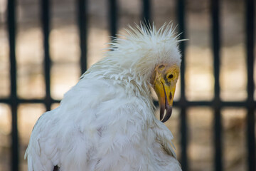 Closeup shot of a dangerous vulture kept in cage looking down in Zoo park in India 