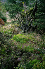 Naturbelassener Waldboden