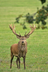 Red Deer in Park