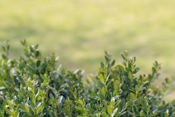 Evergreen buxus bush background (Buxus sempervirens). Selective focus on fresh green boxwood bush leaves in the nature. Copy space.