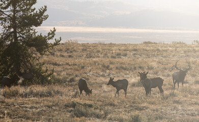 Elk During the Fall Rut in Wyoming