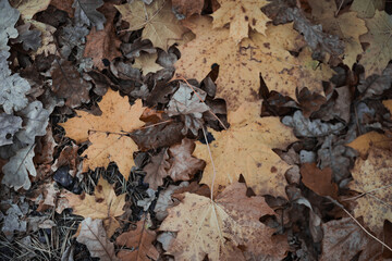 Autumn background: orange oak leaves flying from trees on the ground in the park.