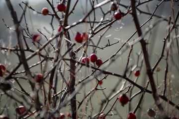 Rose hip branches in nature. Wild rose bush in autumn close up view. Berry red fruit of wild rose (Rosa canina).