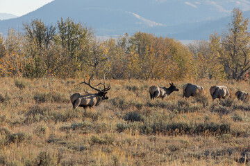 Naklejka na ściany i meble Elk During the Fall Rut in Wyoming