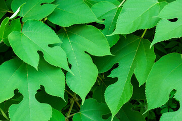 background of unusual huge green leaves