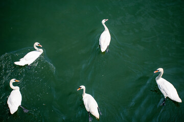 Wild bird. A white swan is floating in the water. Top view on a group of wild swans swimming on the lake.