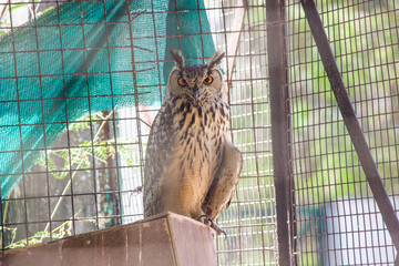 Indian Eagle Owl kept in Cage in zoo park in India staring at camera with brown sharp eyes, shallow depth of field  