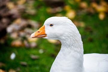 Ein Porträt einer Gans