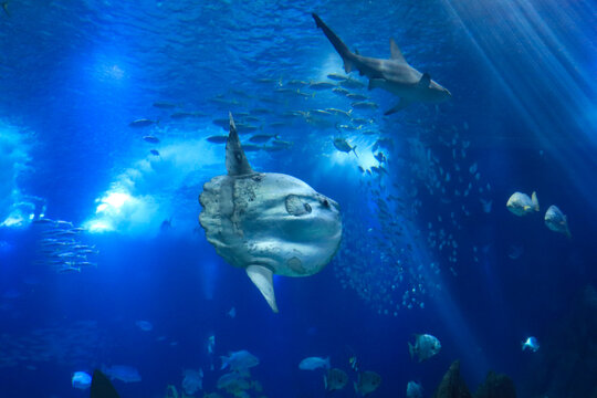 sunfish (moonfish) swimms in blue ocean water
