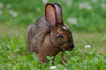 Wild rabbit with ticks, poor thing.  Nova Scotia, Canada