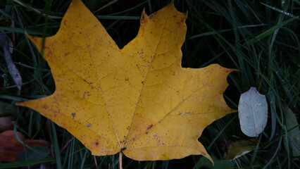 złota Polska Jesień wygląda niesamowicie,zarówno z bliska jak i z daleka,nie każdy ją dostrzega © Arkadio