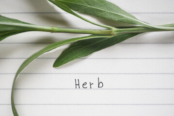 Obraz premium Wording Herb on paper line with green branch
