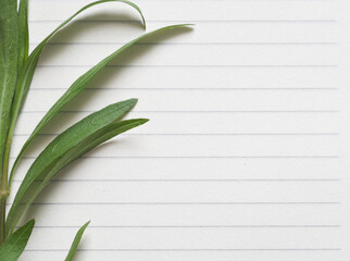 Obraz premium Paper line with green branch natural classic