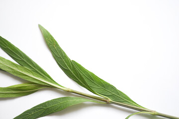 Green branch natural classic on white background