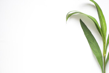 Green branch natural classic on white background