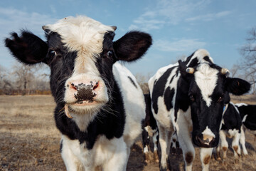 a curious black and white cow with a pink nose looks into the frame with interest. High quality photo