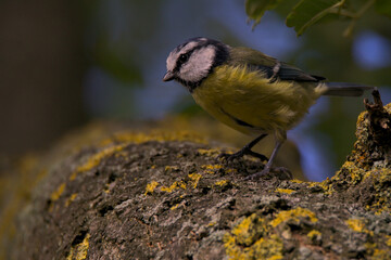 Fototapeta premium Blue Tit on Branch
