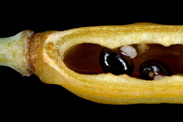 Greater Celandine (Chelidonium majus). Seed Closeup